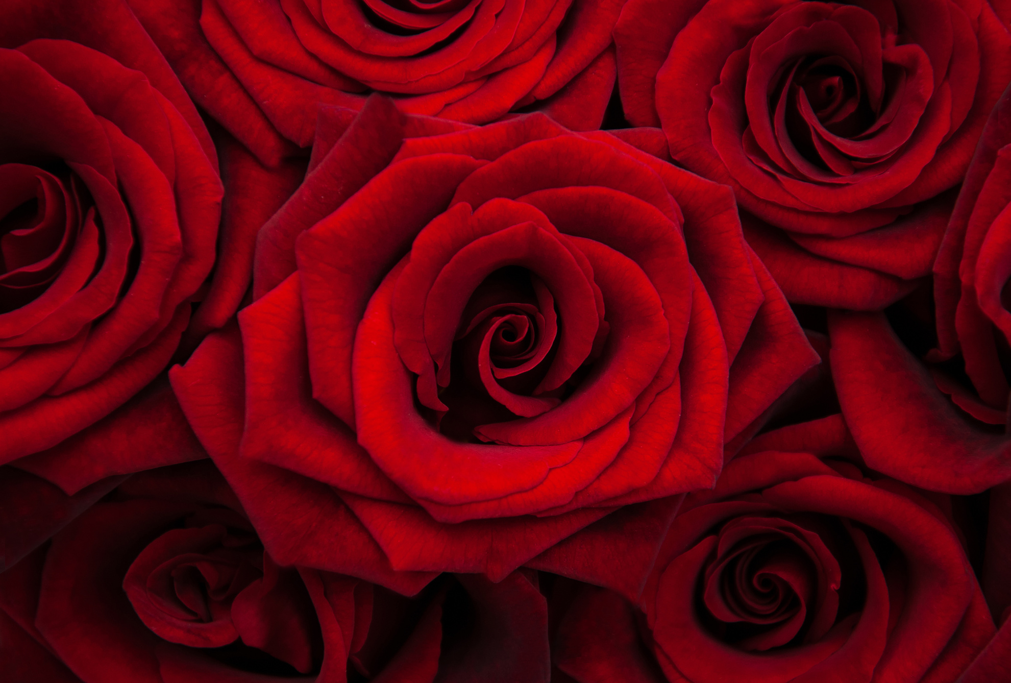 Red roses